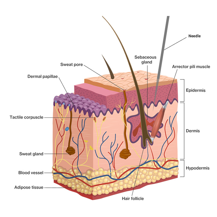 Learn more about 3D eyebrows for women • MonaNisa Beauty